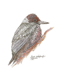 The Art of Gene Irvin - Art Prints